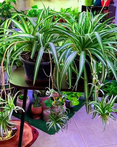 Spider plant for sale