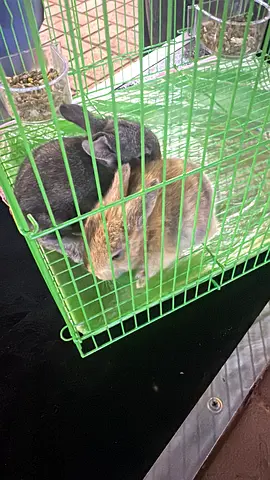 Baby rabbits