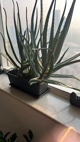 Healthy Aloe Vera Plant with Pot