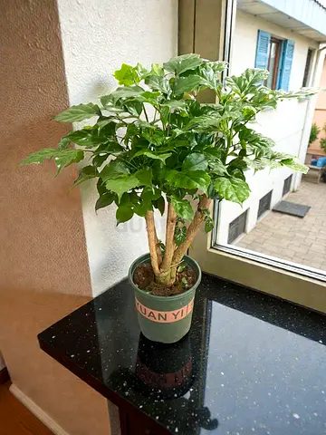 Polyscias Indoor Plant