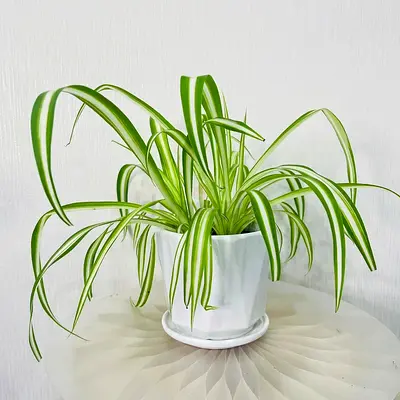 Live Spider Plant in White Ceramic Pot