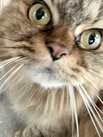 Looking for a safe loving home