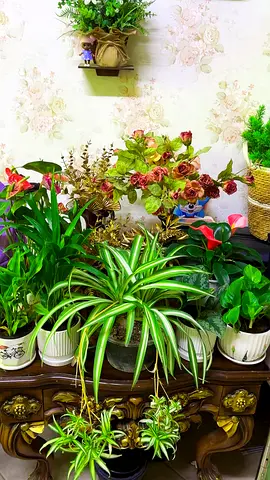 7 indoor plants for sale