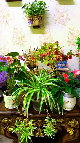 Indoor plants for sale