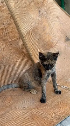 I found this cat found