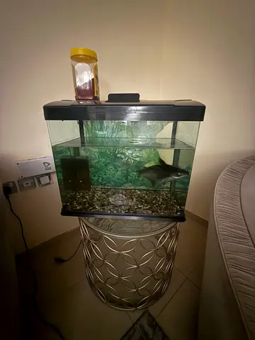 Well-Maintained Fish Aquarium in Great Condition fish is included for free adoption