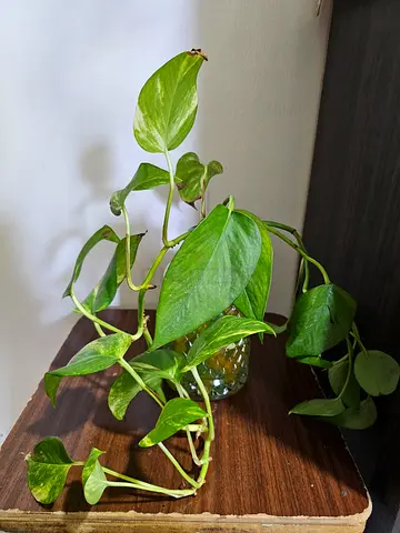 Indoor Plant in Decorative Pot