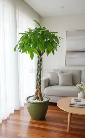 Money Tree Plant 150cm (Pachira Aquatica) with Pot  Indoor Plant