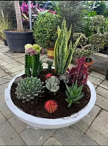 Beautiful Potted Succulent Garden with Diverse Varieties