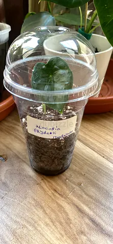 Alocasia frydek corms/babies