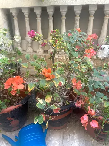 Plants