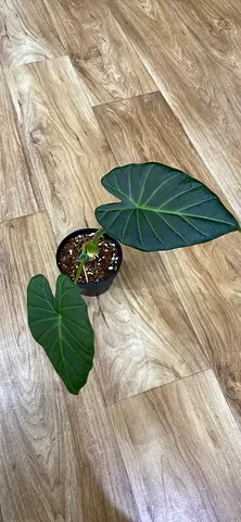 Alocasia regal shield corms for sale