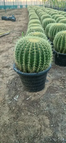 Ball Cactus