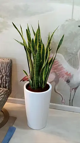 Snake Plant with White Pot 80cm Indoor Plant Sansevieria