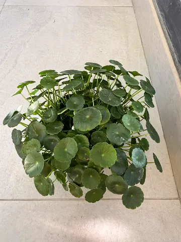 Chinese money plant
