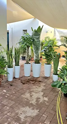 Beautiful Selection of Indoor Plants in Decorative Pots