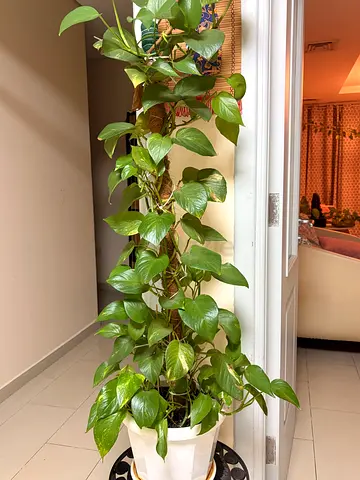Beautiful Indoor Money Plant for Sale