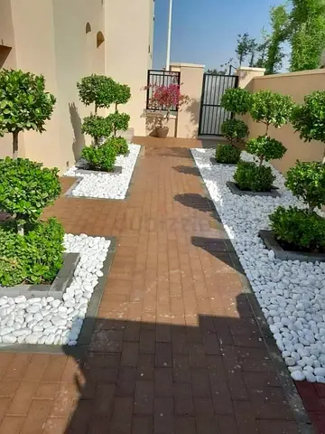 Ficus 3head 150cm tall