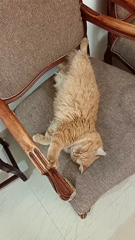 Fluffy Ginger Cat for Adoption