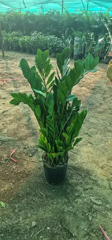 Beautiful ZZ Zamia Plant - Perfect for Indoor Décor