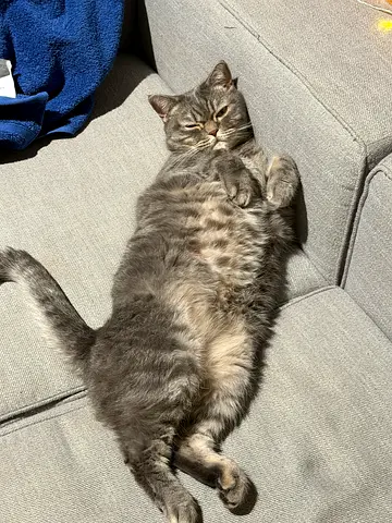 Free adoption British shorthair