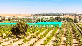 Productive Agricultural Plot | Growing Area