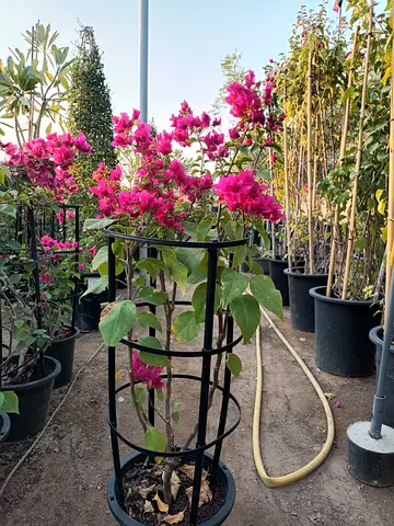 Beautiful Bougainvillea 1meter tall