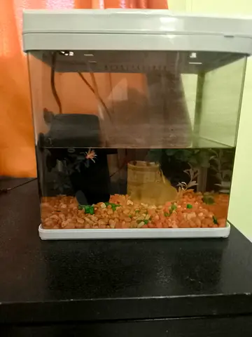 Aquarium with Colorful Accessories