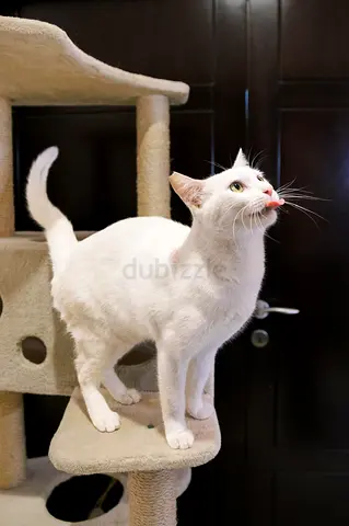 Angel boy needs a loving forever home