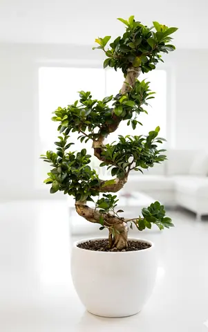 Ficus Bonsai Tree 70-80cm Indoor Bonsai Tree Decorative Ficus Bonsai Plant