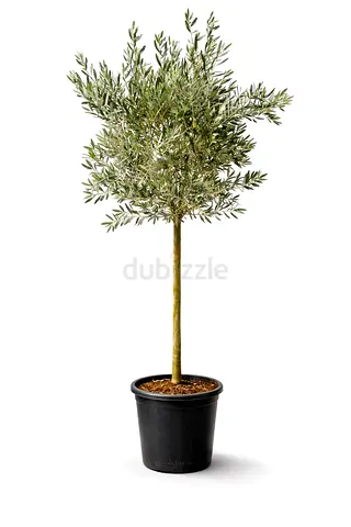 Olea Europaea Olive Tree 190 cm | 20L Pot | Made in Spain | UAE