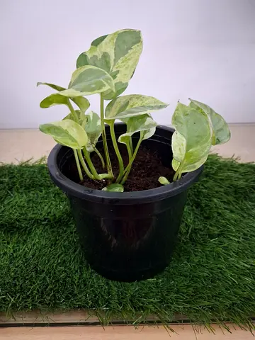 Potted Indoor Plant - Perfect for Home Decor