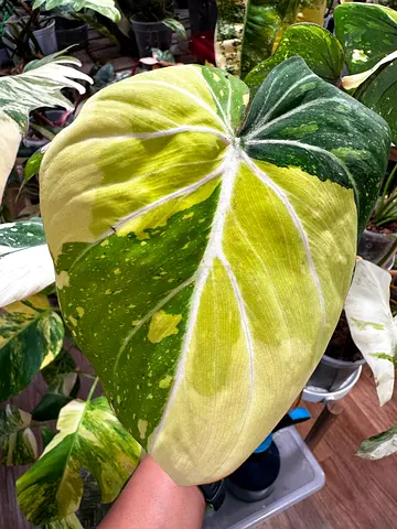 Gloriosum Albo Variegated, 5 leaves. Aed450/-. Pickup near financial center metro station