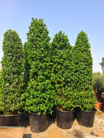 Ficus tree 3meter tall available