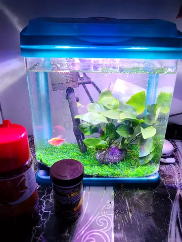 Beautiful Small Aquarium with Lush Greenery and Fish