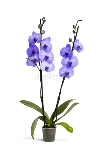 (Marketplace Friendly) Orchid Plant – 70/80 cm | 2PP | Free UAE Delivery