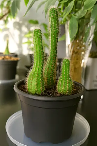 Beautiful Potted Cactus for Your Home