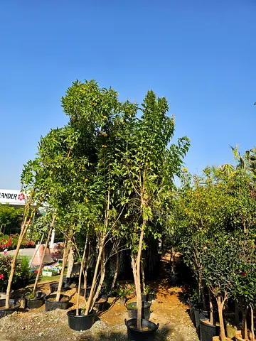 Outdoor Decorative Trees for Garden