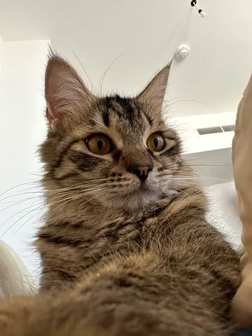 Cute and Playful long haired - Tabby Cat Looking for a Loving Home (free adoption)