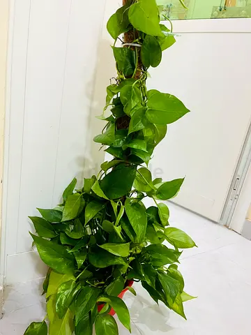 Beautiful Indoor Pothos Plant for Sale