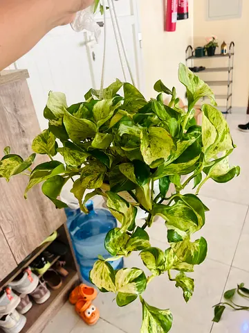 Lovely Hanging Plant for Your Home