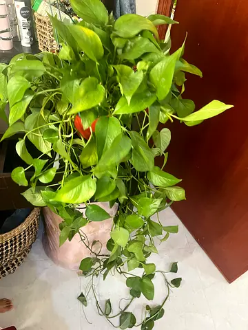Beautiful Potted Plant - Perfect for Any Space(2 meter long)