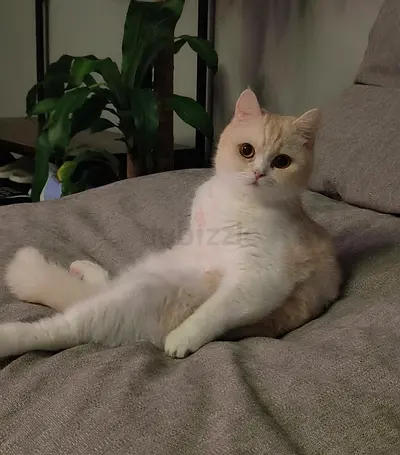 Cat for free adoption