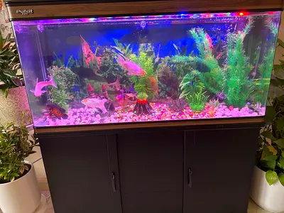 Vibrant Aquarium with filter and lights