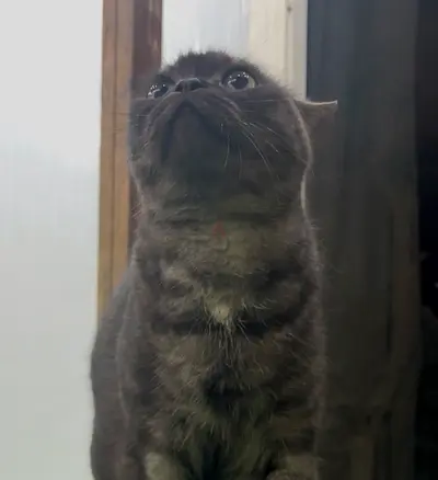 British shorthair mix