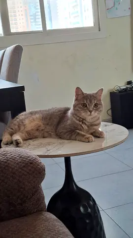 الشارقه منطقه التعاون Sharjah