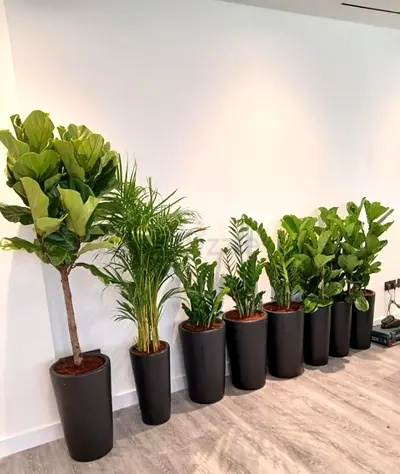 Set of Beautiful Indoor Plants in Elegant Black Pots