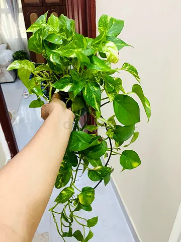 Beautiful Potted Pothos Plant for Sale