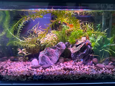 Beautiful Aquatiarium with Lush Greenery