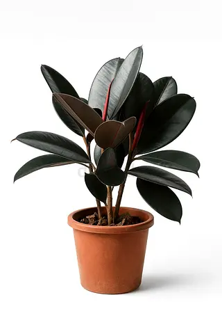 Rubber Plant 60–70cm | Ficus Elastica Indoor Plant | Low‑Maintenance Home  Office Décor | Air‑Purify